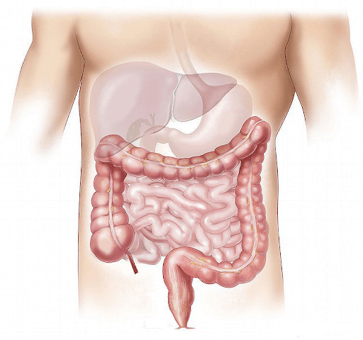 Mangez des dattes pour lutter contre la constipation